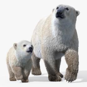 Polar Bear Group(FUR)(RIGGED)